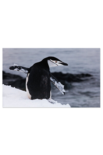 StoryGift Romania Tablou Canvas: Pinguinul De La Polul Nord, Zapada