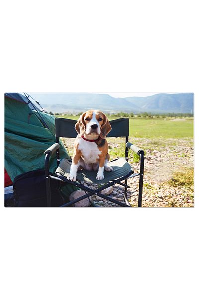 StoryGift Romania Tablou Canvas Cainele Beagle Sta Intr-un Cort Pe Langa Marea Salbatica, Caine, Beagle, Cort, Ca