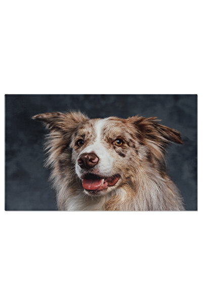 StoryGift Romania Tablou Canvas: Border Collie Energic Si Alert In Fundal Int...