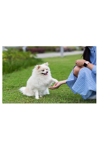 StoryGift Romania Canvas Print Pomeranian Dog Giving Hand In Park Woman, Food, Pet, Training, Love