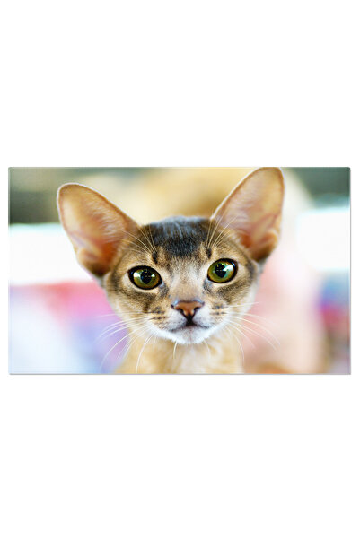 StoryGift Romania Tablou Canvas Portret De Pisica Abyssiniana Eleganta Si Gra...