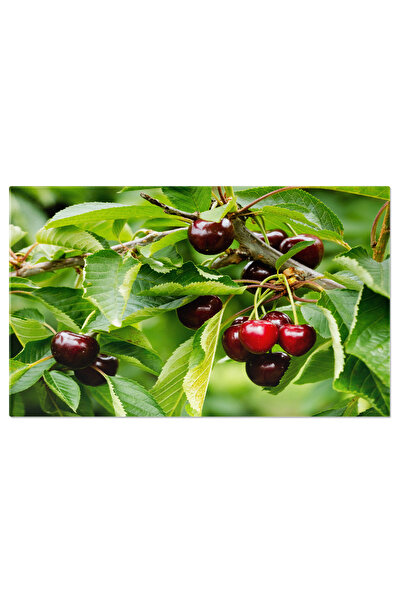 StoryGift Romania Tablou Canvas Cirese Proaspete Pe Un Pom In Australia, Colo...