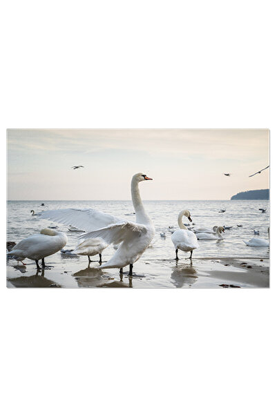StoryGift Romania Tablou Canvas - Frumusetea Naturii: Lebada Alba Navigand Gr...
