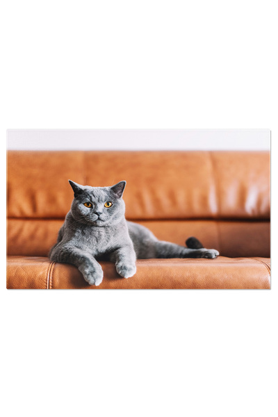 StoryGift Romania Tablou Canvas - Pisica British: Relaxare Si Rasfat Pe Canapea Acasa