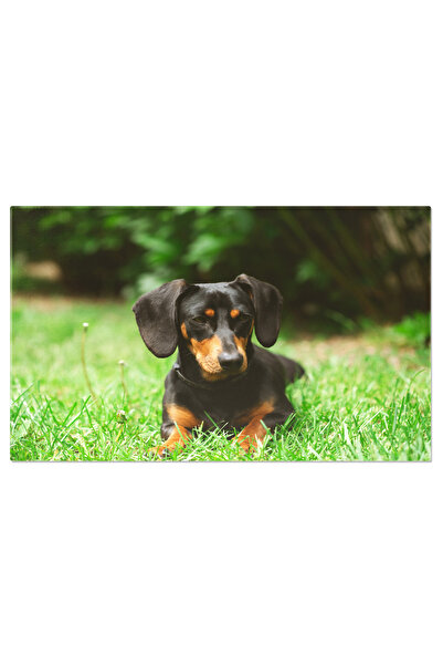 StoryGift Romania Tablou Canvas Dachshund Dragut In O Gradina Verde De Primav...