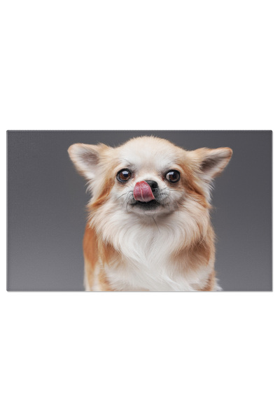 StoryGift Romania Tablou Canvas: Catel Mexican Cu Privire Jucausa