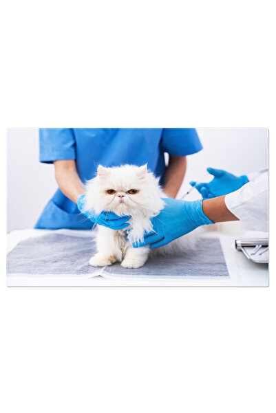 StoryGift Romania Tablou Canvas: Veterinar Ingrijind Un Catelus - Veterinar, ...