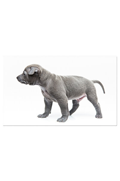 StoryGift Romania Tablou Canvas - Catel Thai Ridgeback: Eleganta Catelului Gr...