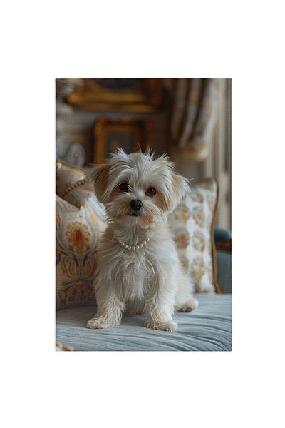 StoryGift Romania Tablou Canvas Bichon Cu Perle La Gât Și Ochii Ca Mărgelele- Câine Între Perne Pe Fotoliu Albast