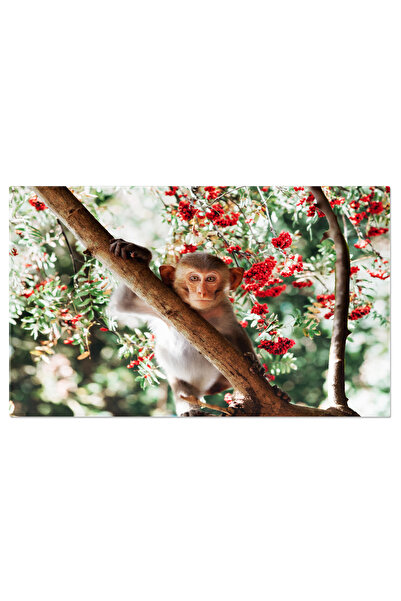 StoryGift Romania Tablou Canvas Maimutica Draguta Stand Pe Copac Maimuta, Amuzant, Copac, Mic, Padure, Natura 156