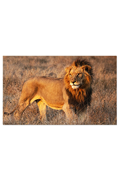 StoryGift Romania Tablou Canvas: Leu Mascul La Lumina Zilei În Africa De Sud"