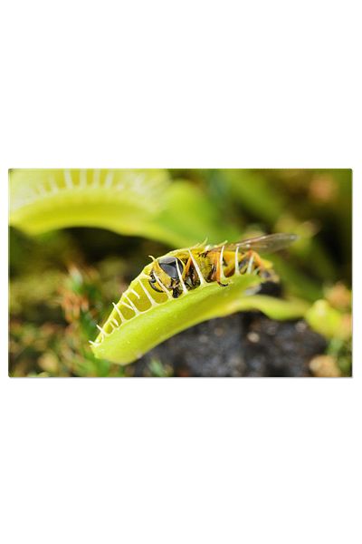 StoryGift Romania Tablou Canvas Insecta Asemanatoare Cu Albina Apropiinduse Si Fiind Capturata Ciclu De Supravie