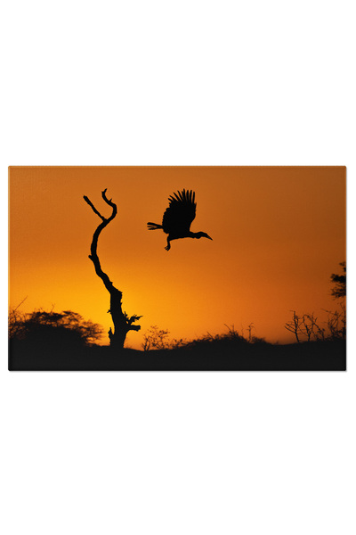 StoryGift Romania Tablou Canvas: Silueta P?s?rii Tropicale La Apus În Sudul A...