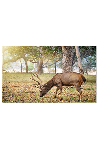 StoryGift Romania Tablou Canvas: Sambar, Regalitatea Din Parcul National Rant...