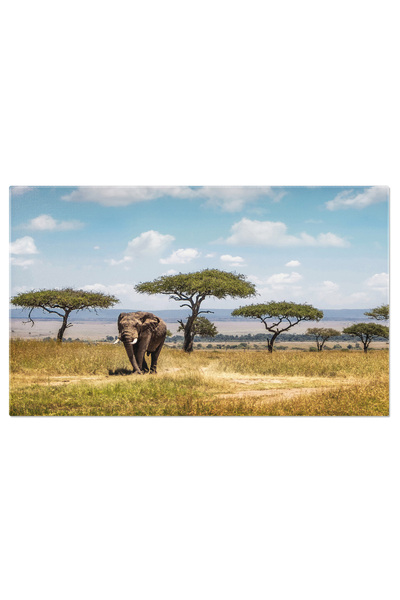 StoryGift Romania Tablou Canvas Elefant African In Regiunea Savuti A Botswanei, Africa, Botswana, Elefant, Natura