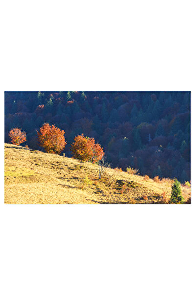 StoryGift Romania Tablou Canvas - Toamna Luminata, Padure Si Miez De Zi