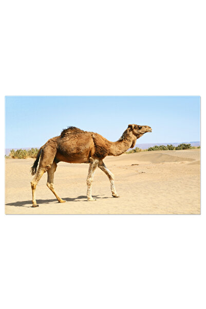 StoryGift Romania Tablou Canvas Camile In Desertul Sahara Camila, Desert, Sah...