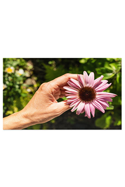 StoryGift Romania Tablou Canvas Mana Unei Femei Tinand O Floare Roz In 2021 Frumusete Delicata Intro Compozitie P