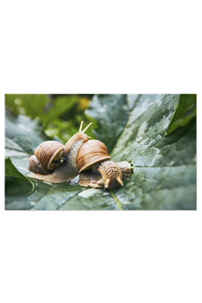 StoryGift Romania Tablou Canvas Doua Melci Catarandu-se Pe Frunza In Gradina ...