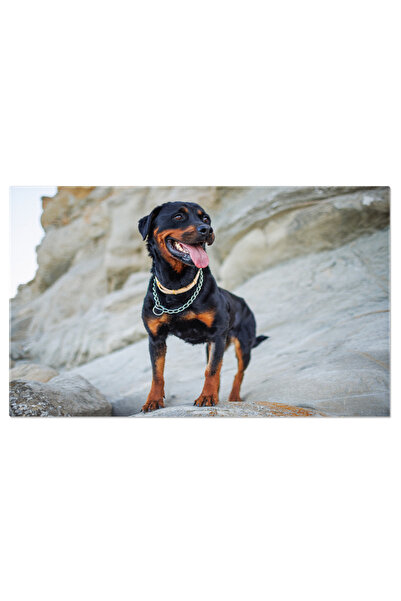 StoryGift Romania Tablou Canvas Rottweiler Scazut Pe Plaja Cu Fundalul Oceanu...