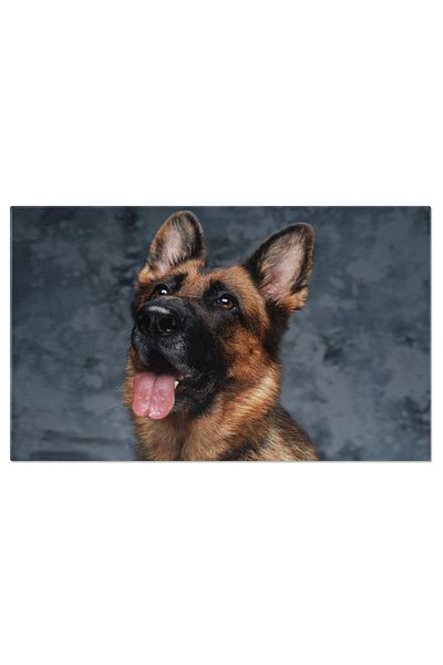 StoryGift Romania Tablou Canvas Ciobanesc German - Vigilenta Neobosita