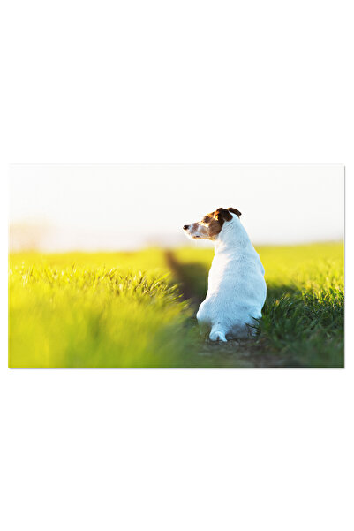StoryGift Romania Tablou Canvas: Catelusul Jack Russell Curios In Traversarea Campului