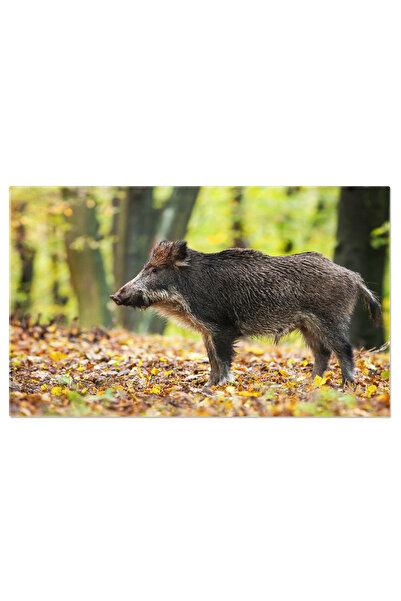 StoryGift Romania Tablou Canvas - Mistret Salbatic: Profil Lateral In Padure,...