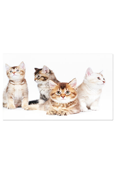 StoryGift Romania Tablou Canvas Patru Pisoi Animale De Companie, Pisici, Drag...