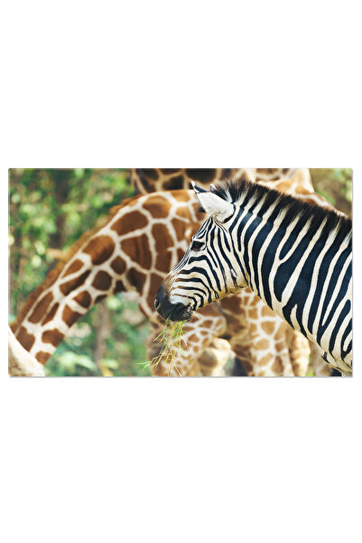 StoryGift Romania Tablou Canvas Arta A Naturii Zebra Mananca Iarba, Ilustrand Gratia Si Frumusetea Animalelor Sal