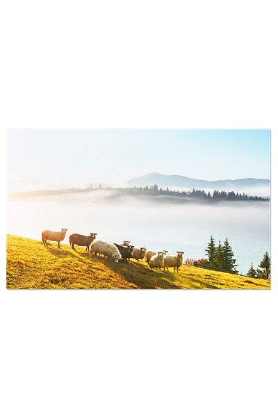 StoryGift Romania Tablou Canvas - Oi Pastind Pe Camp: Sheeps, Pasture, Green, Nature