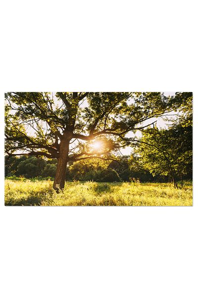 StoryGift Romania Tablou Canvas Lumina Soarelui Si Iarba In Bataia Razei, Soare, Iarba, Natura, Lumina, Frunze 28