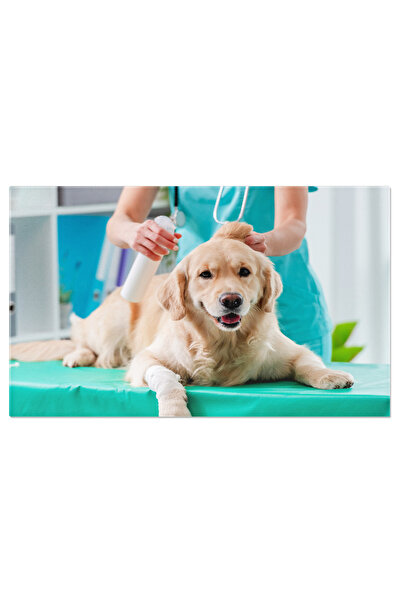 StoryGift Romania Tablou Canvas Cu Veterinari Si Animale De Companie: Servici...
