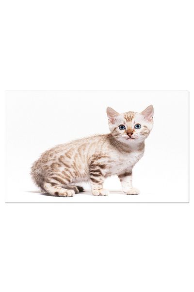 StoryGift Romania Tablou Canvas: Felina Fascinanta - Frumusete Feline