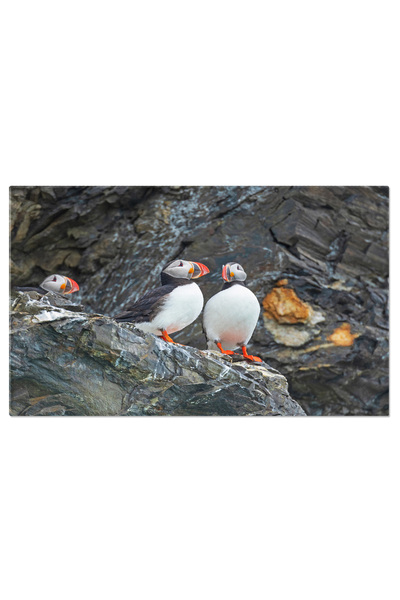 StoryGift Romania Tablou Canvas: Pufini In Arctica, Asezati Pe Stanci, Peisaj Dramatic In Regiunea Spitsbergen