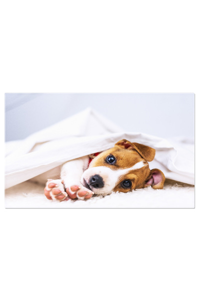 StoryGift Romania Tablou pânză 40 x 25 cm Jack Russell Terrier Pe Terasa, Câi...