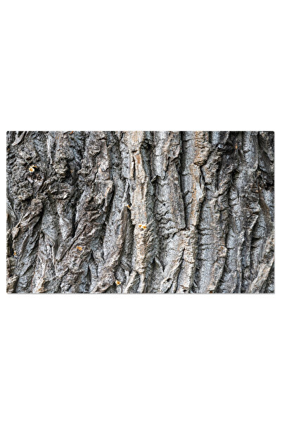 StoryGift Romania Tablou Canvas Scoarta Rugoasa Si Veche A Unui Copac, Natura...