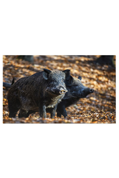 StoryGift Romania Tablou Canvas - Fauna Salbatica In Padure: Mistretul Cu Nas...