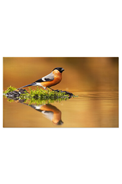 StoryGift Romania Tablou Canvas Bullfinch Eurasiatic Mascul, Pyrrhula Pyrrhula, Pasare, Lac, Reflectie, Eleganta,