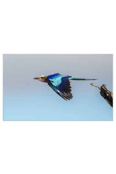 StoryGift Romania Tablou Canvas: Pasare Exotica In Habitatul Salbatic Din Afr...