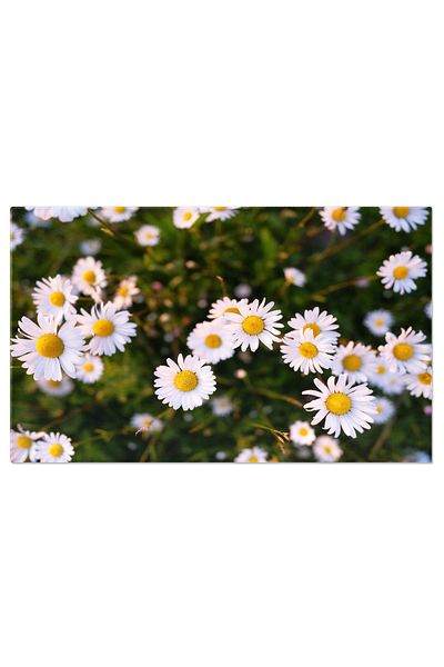 StoryGift Romania Canvas Print Small Daisies On Green Grass Background: Flowers, Summer, Floral Design, Garden, Nature