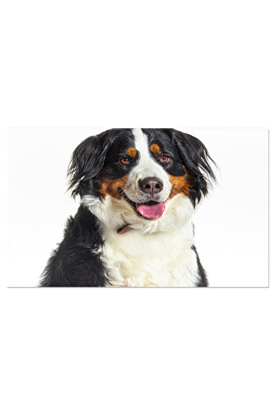 StoryGift Romania Tablou Canvas - Bernese Mountain Dog: Prietenul Tau Fidel, ...