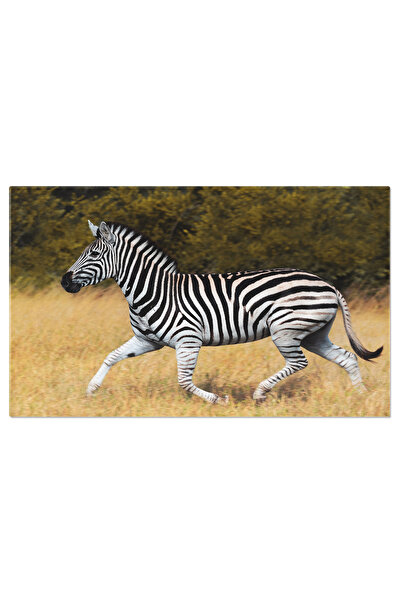 StoryGift Romania Tablou Canvas: Zebra In Natura, Alergand