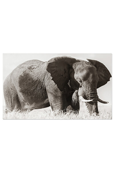 StoryGift Romania Tablou Canvas: Elefant In Habitatul Lui Natura, Fotografie ...