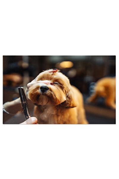 StoryGift Romania Tablou Canvas - Salon Pentru Animale: Ingrijirea Cainelui, Coafura Si Profesionalism