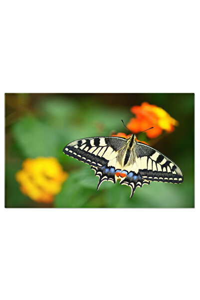 StoryGift Romania Tablou Canvas Apropiere De Fluturele Machaon Pesterat Pe O ...
