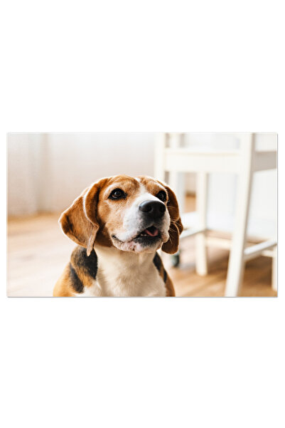 StoryGift Romania Tablou Canvas Beagle Stand Beagle, Animal De Companie, Inte...