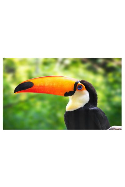 StoryGift Romania Tablou Canvas Portret Colorat Al Unui Tucan, Cu Penele Sale...