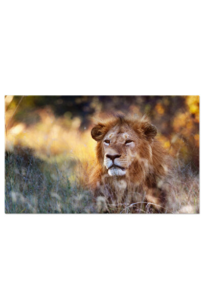 StoryGift Romania Tablou Canvas Leu Panthera Leo In Delta Okavango, Botswana,...