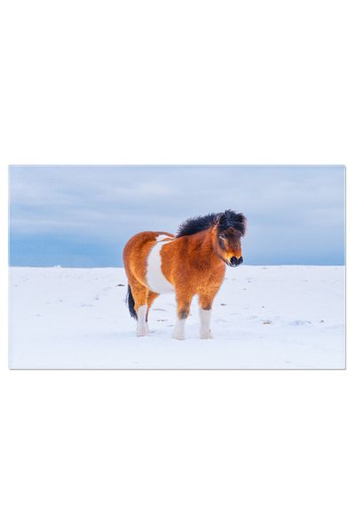 StoryGift Romania Tablou Canvas 120 X 80cm Cal In Islanda, Cal, Natura, Islanda, Vestfjords 120x80cm Stg