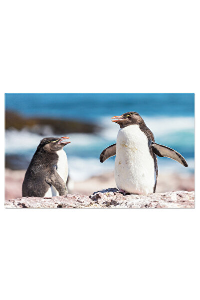 StoryGift Romania Tablou Canvas: Fauna Antarcticii - Pasare Atragatoare In Peisaj